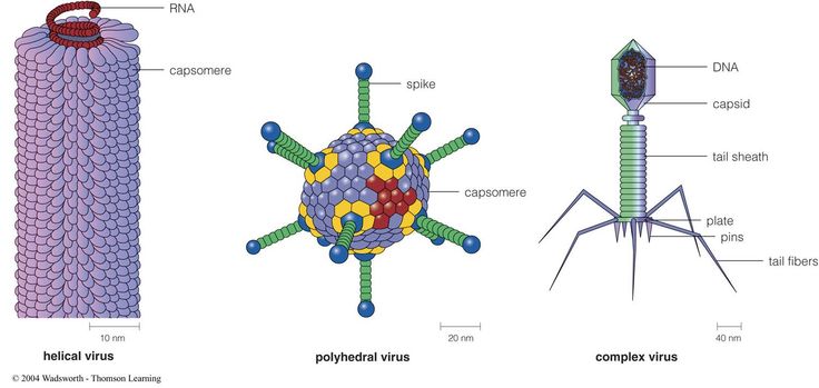 bentuk virus berdasarkan strukturnya