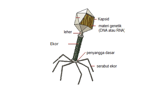 struktur