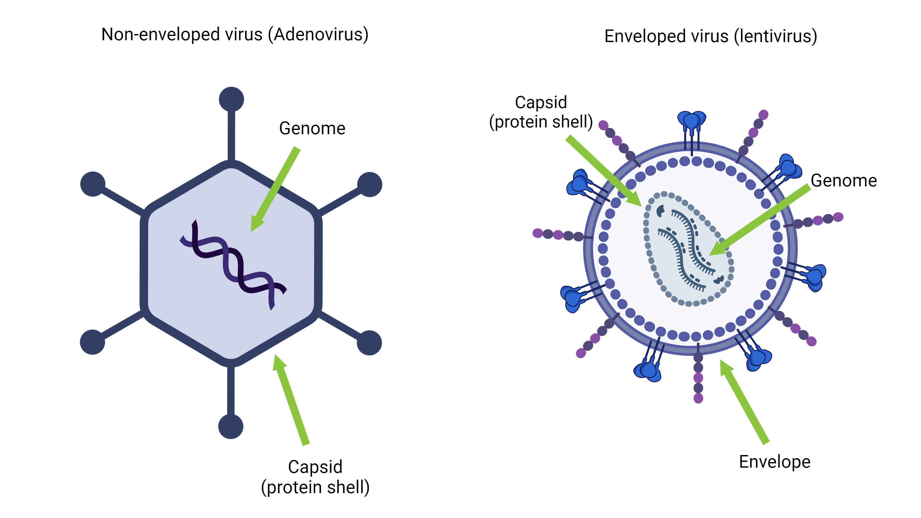 virus terselubung dan telanjang