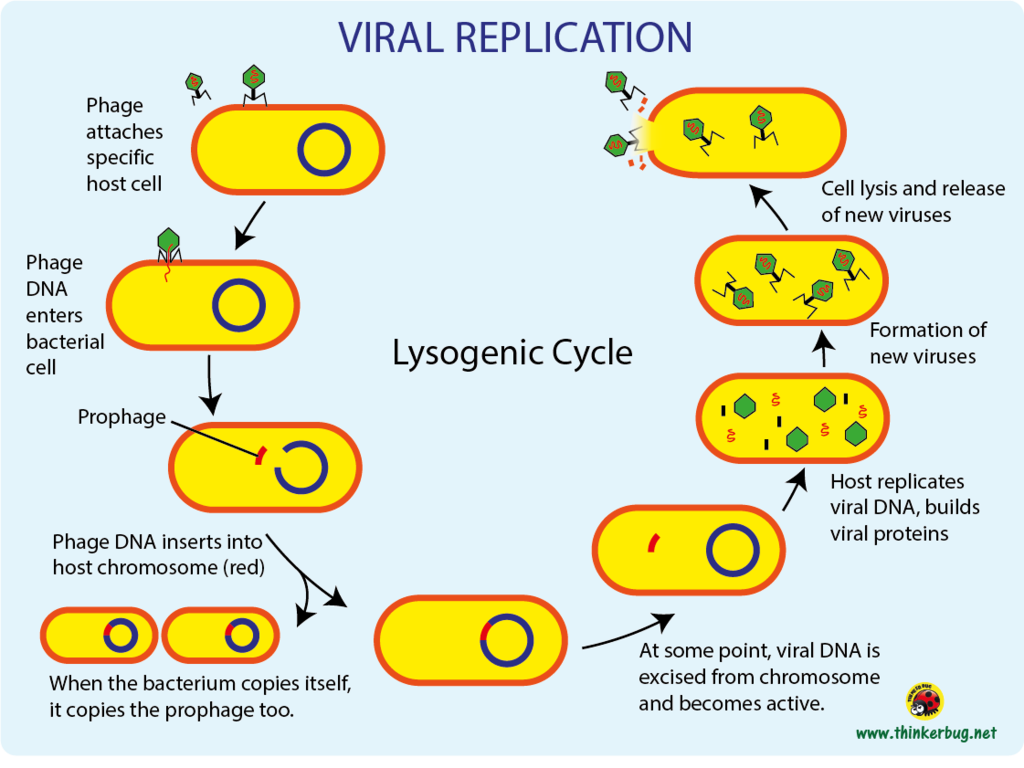 Daur lisogenik pada virus