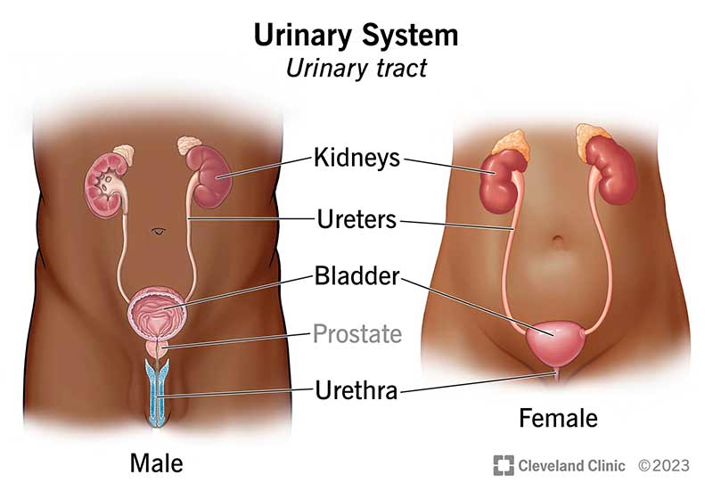 Sistem Urogenital