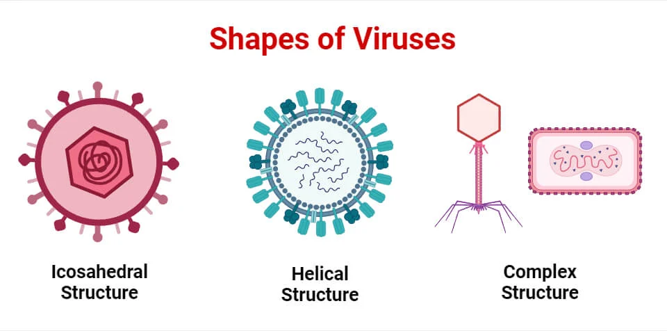 bentuk-bentuk virus