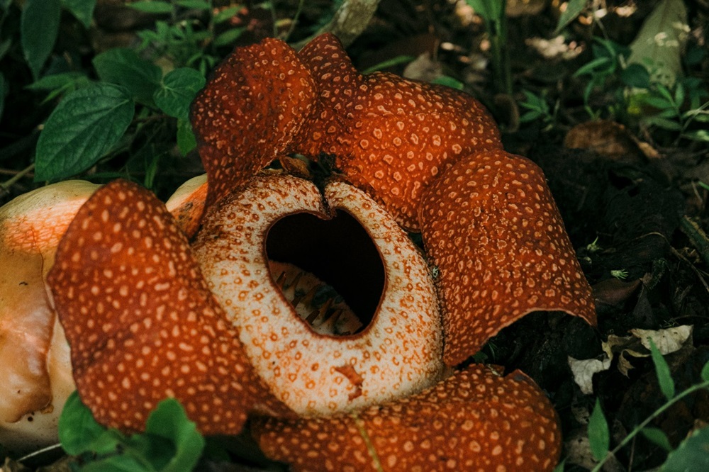 rafflesia arnoldii